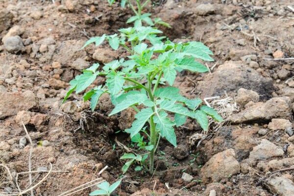 Чим підживити томати на 10 день після висадки: ефективні поради