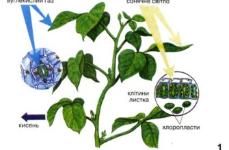 Який орган людського тіла відповідає за виділення вуглекислого газу?