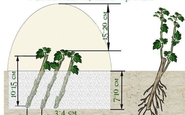 Як ефективно розмножити аронію в домашніх умовах: поради та методи