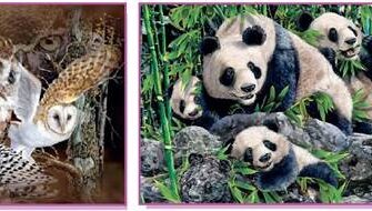 Зуби мають, а їсти не просять: загадковий феномен природи