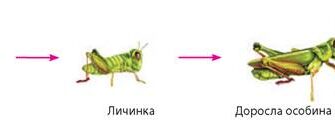 Типи розвитку у коника: особливості та ключові етапи розвитку