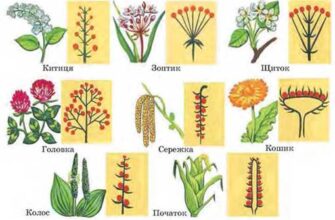 Що таке головне суцвіття: назва, коли квітки на головній осі