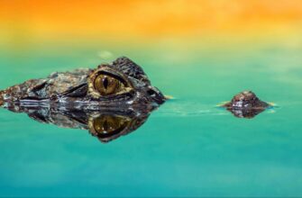 Що означає сон про крокодила: детальне тлумачення по соннику