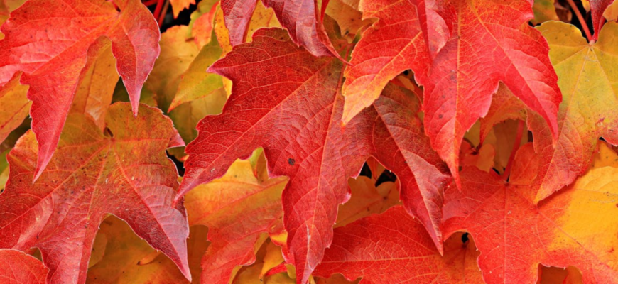 Явір і клен: основні відмінності, які варто знати ботанікам