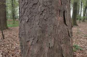 Ось оптимізований заголовок для вашої статті:  
“Як виглядає кора клена: особливості та визначення текстури”