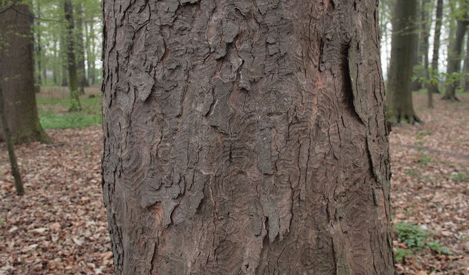 Ось оптимізований заголовок для вашої статті:  
“Як виглядає кора клена: особливості та визначення текстури”