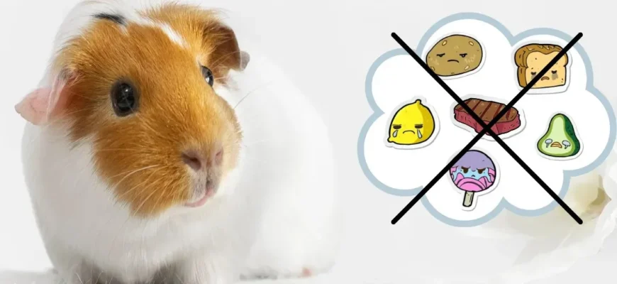 Що можна їсти морським свинкам: корисні продукти для вашого улюбленця