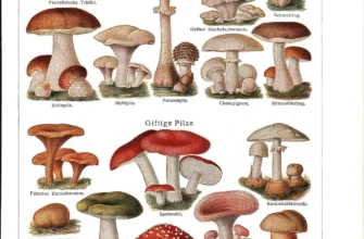 Які гриби можна їсти: огляд безпечних та смачних видів