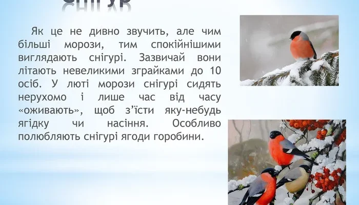 Що люблять їсти снігурі: Раціон цих яскравих зимових гостей