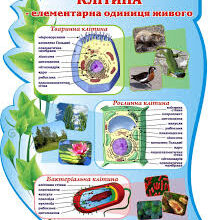 Що таке клітинна стінка: її структура, функції та значення для клітини