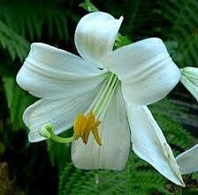 Що таке квітка: визначення, будова та значення рослинного світу