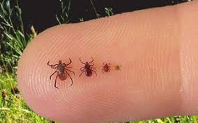 Енцефаліт: визначення, причини та симптоми захворювання мозку