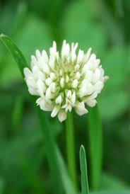 Що таке Конюшина: користь, види та застосування у повсякденні Що таке Конюшина: користь, види та застосування у повсякденні