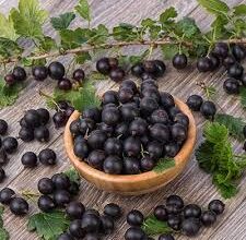 Що таке йошта: особливості, користь та вирощування цієї ягоди