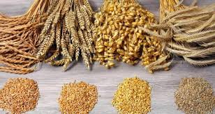 Що таке злакові продукти: користь та приклади для вашого здоров’я