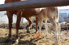 Кумис: Що це таке, користь напою і його особливості вживання