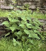 Що таке космополітизм: значення концепції та її вплив на суспільство