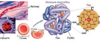 Що таке еритроцити: функції, структура та роль у кровотоку