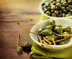 Що таке каперси: корисні властивості та застосування в кулінарії