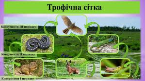 Що таке консументи: зрозуміле пояснення ролі в екосистемі