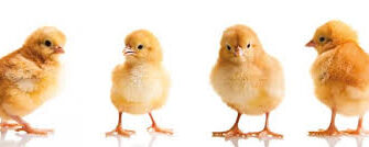 Що таке клонування: детальний огляд процесу та його застосування