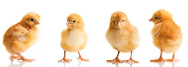 Що таке клонування: детальний огляд процесу та його застосування