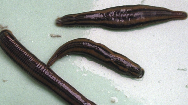 П’явка у природному середовищі