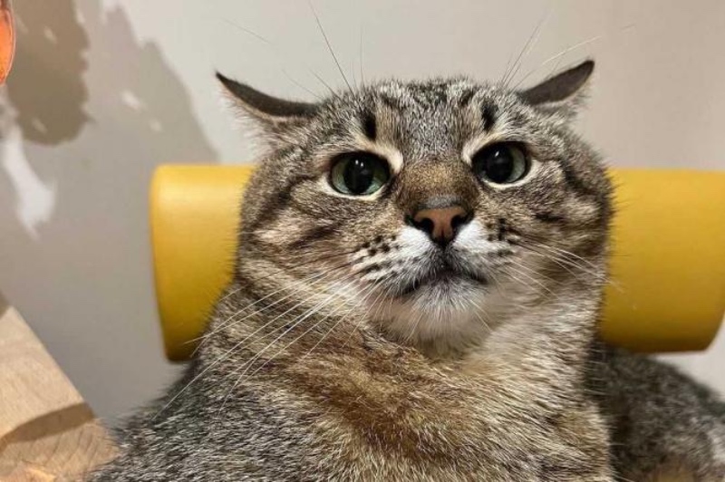 Класичні коти