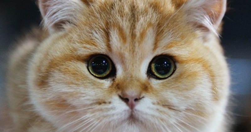 Кіт у роздумах