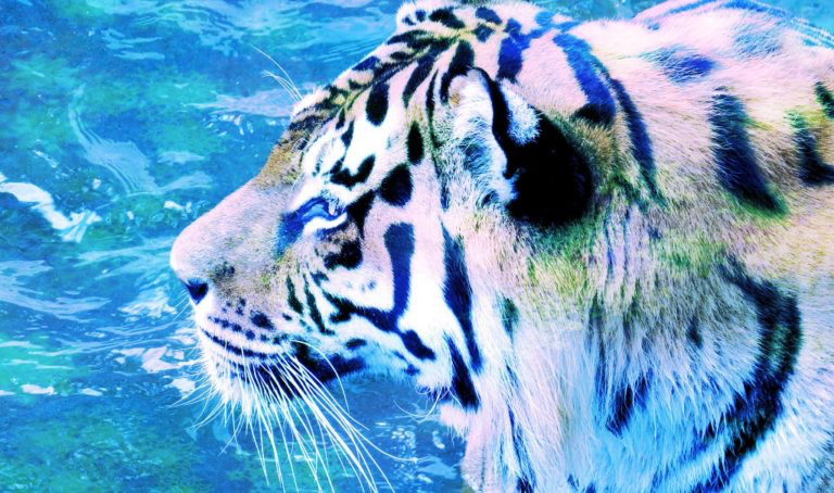 Цікава інформація про собак