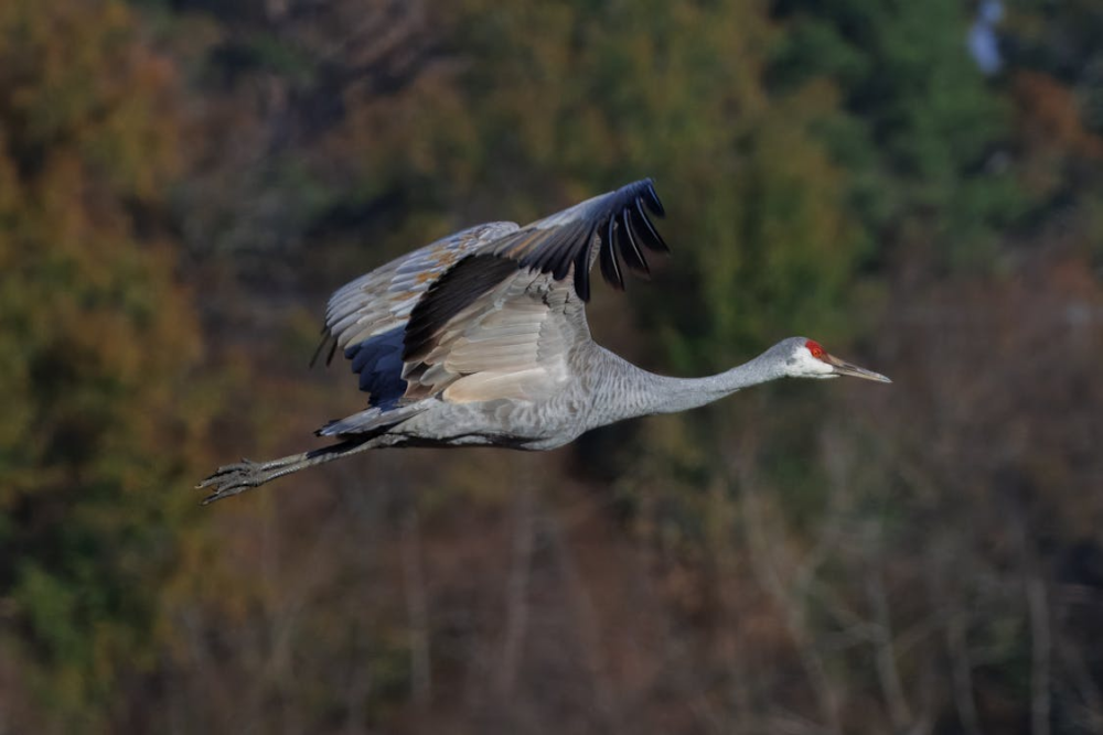 Журавель на тлі заходу сонця