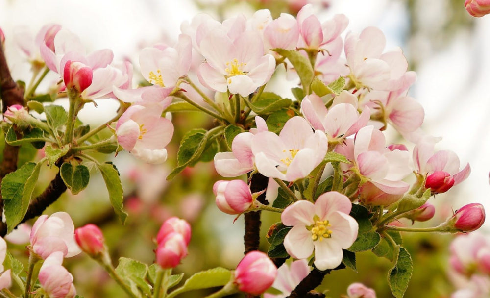 Олена Пчілка про природу