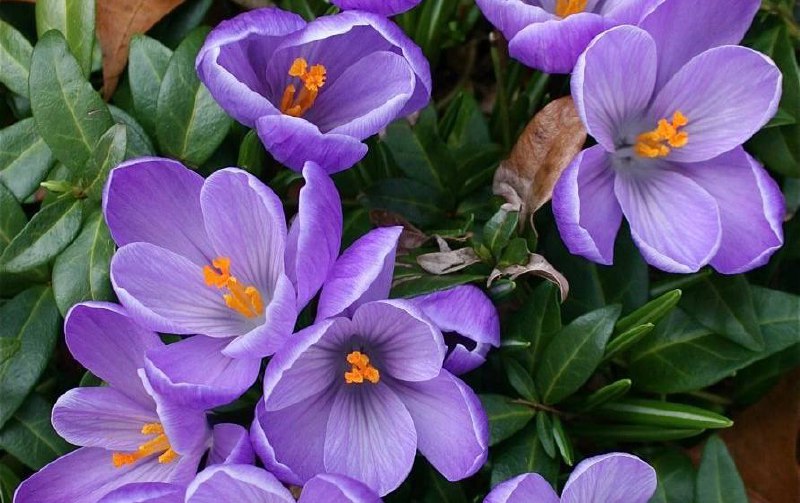 Олена Пчілка - Весняні квіти