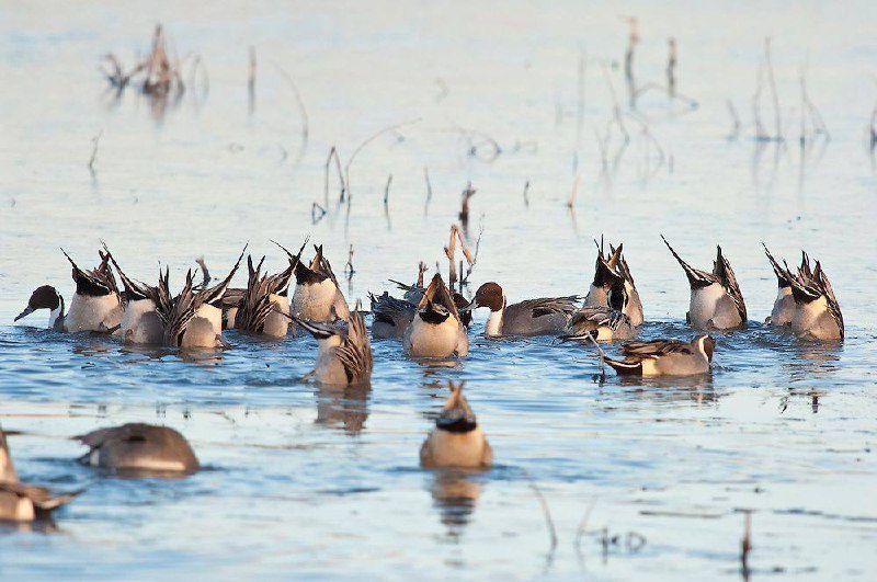 Гуси на воді