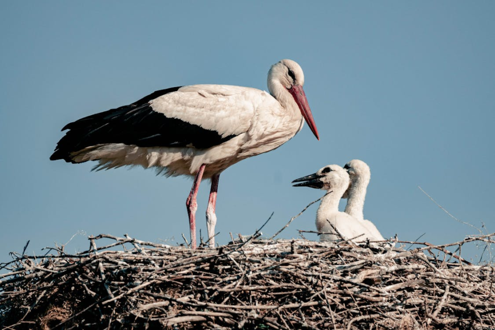 Лелека гніздиться на дереві