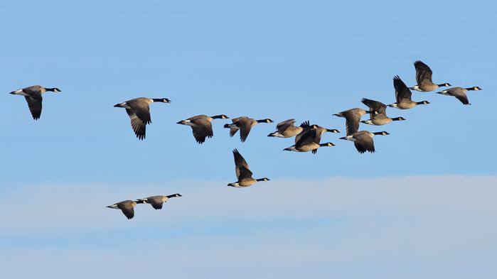 Гуси на воді