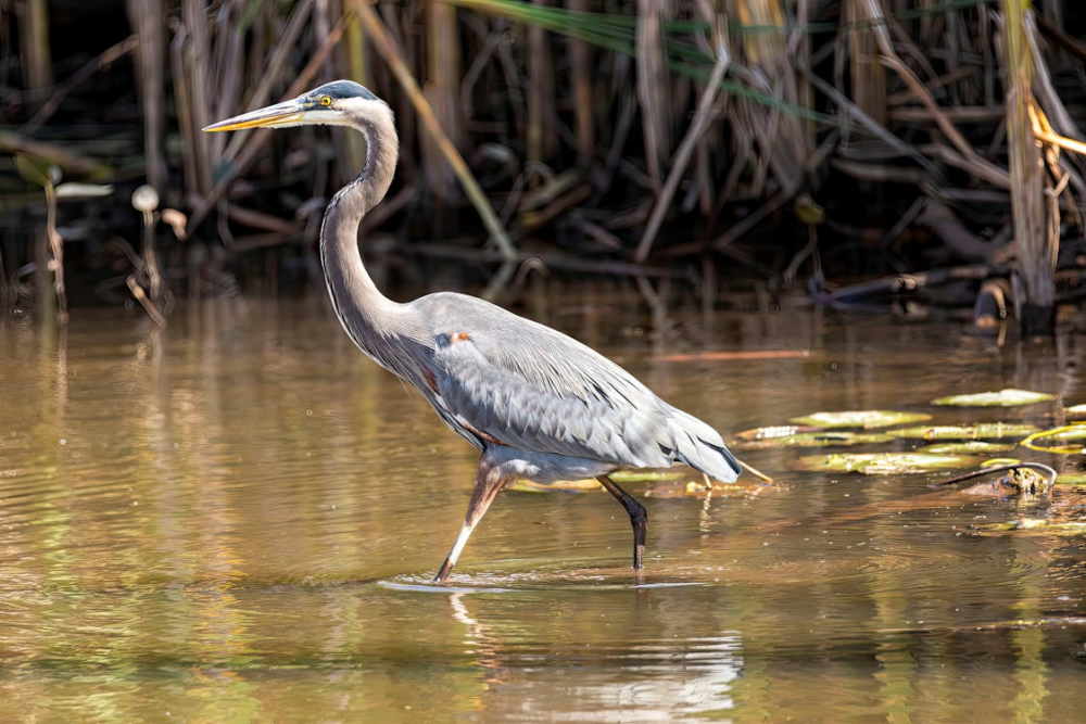 Журавель на болоті