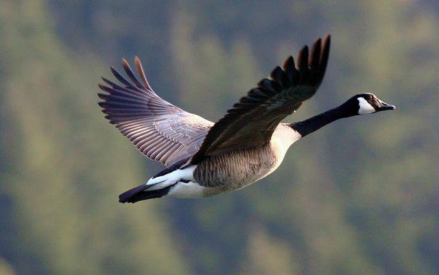 Гуси летять