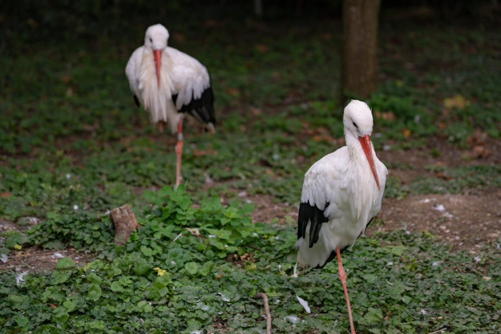 Лелека на луці