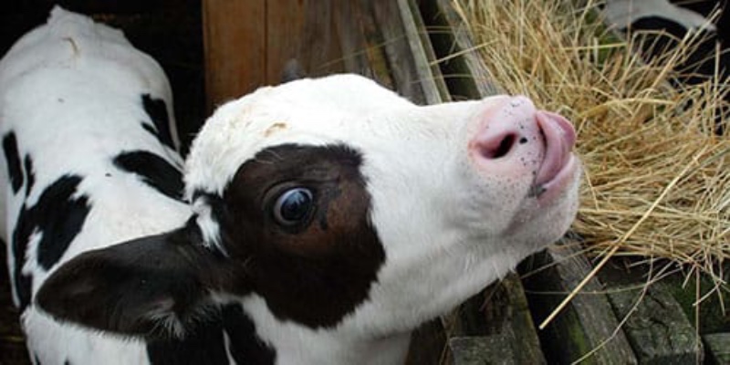 Сонник: бик у полі