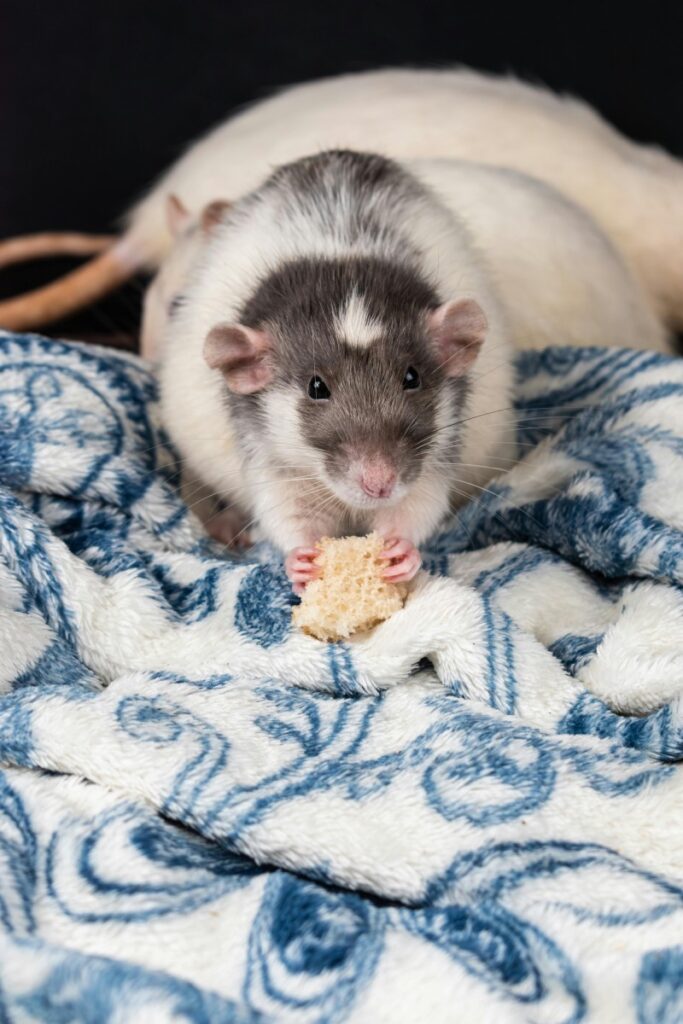 Тлумачення снів про щурів