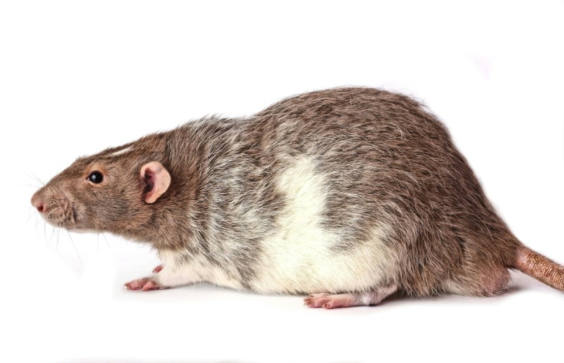 Спостерігайте свої сни