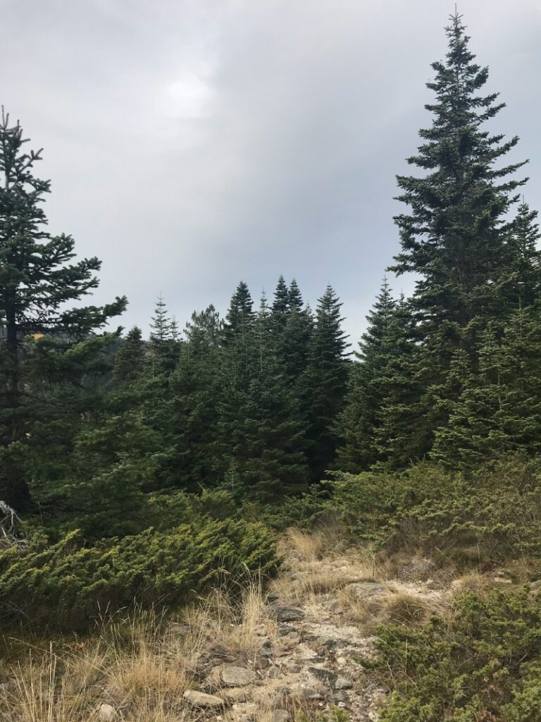 Смерека в лісі