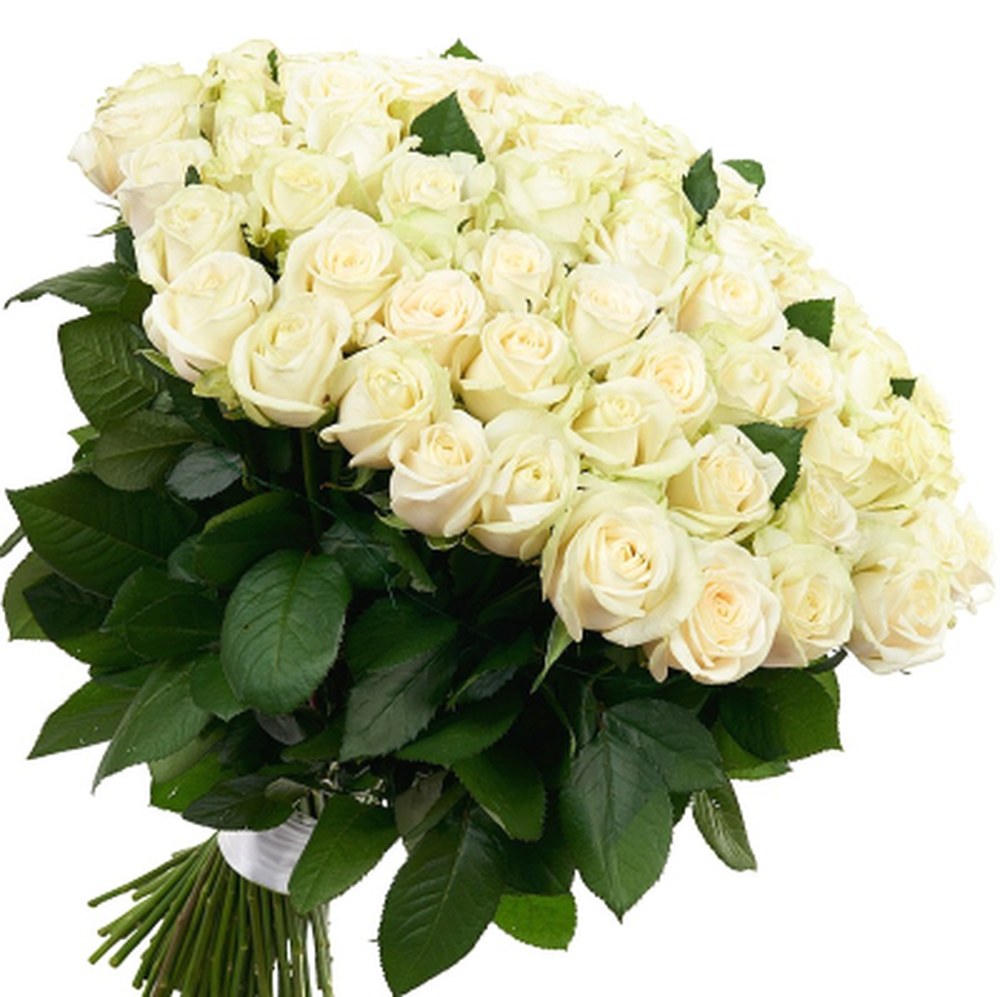 51 біла троянда 'Мирослава'