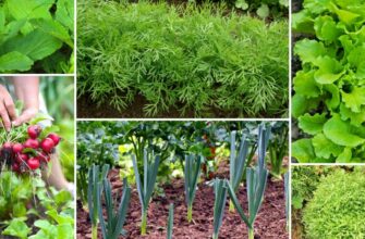 Що можна посадити в липні в грядку: поради для вашого саду