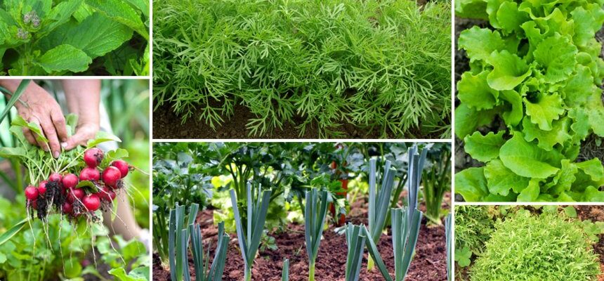 Що можна посадити в липні: поради для садівників та городників