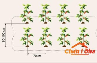 Оптимальна відстань для висадки помідорів під крапельний полив