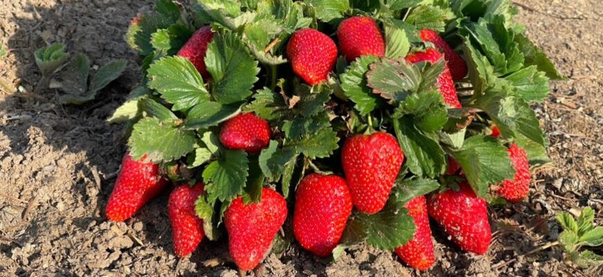 Чи можна використовувати золу для підживлення листя полуниці?