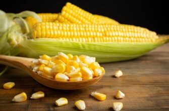 Як правильно та скільки варити кукурудзу Бондюель: поради та час приготування