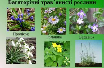 Багаторічні рослини: які види входять до цієї категорії?